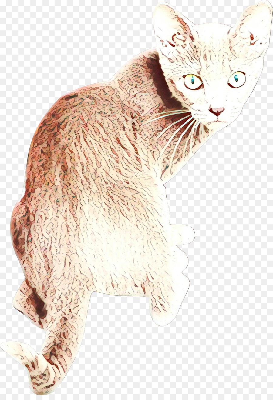 Kucing，Kecil Untuk Mediumsized Kucing PNG