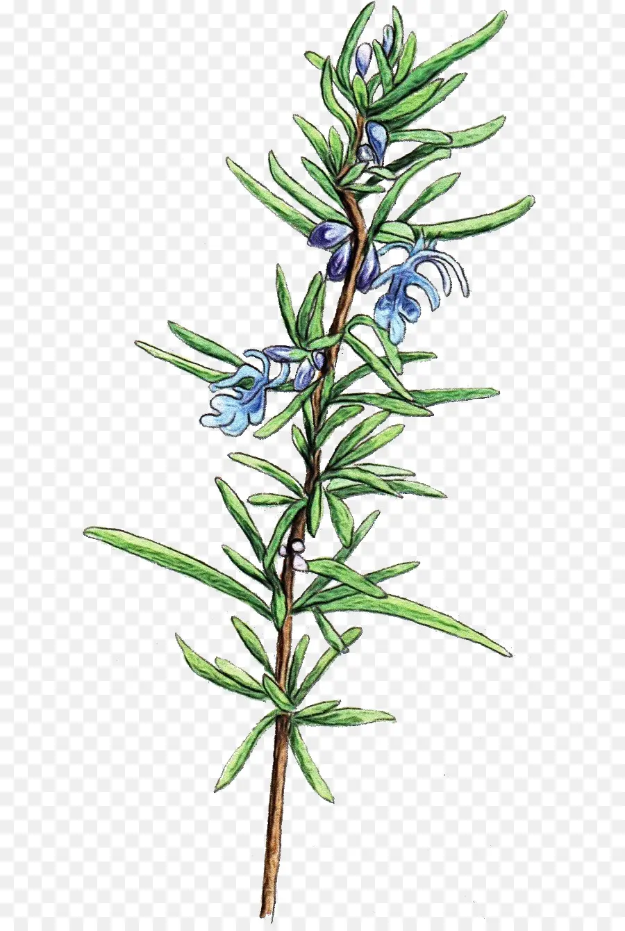 Rosemary，Herba PNG