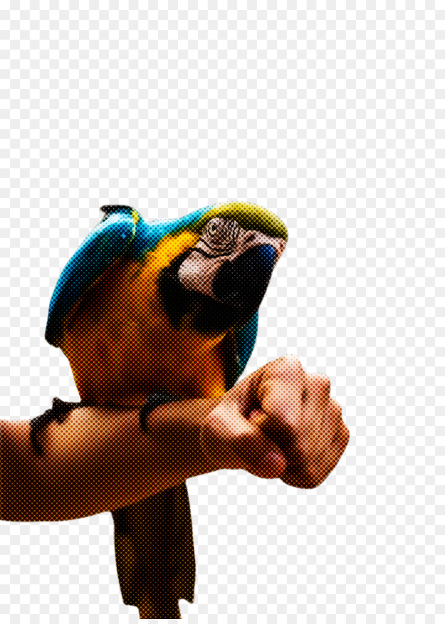 Macaw，Burung Beo PNG