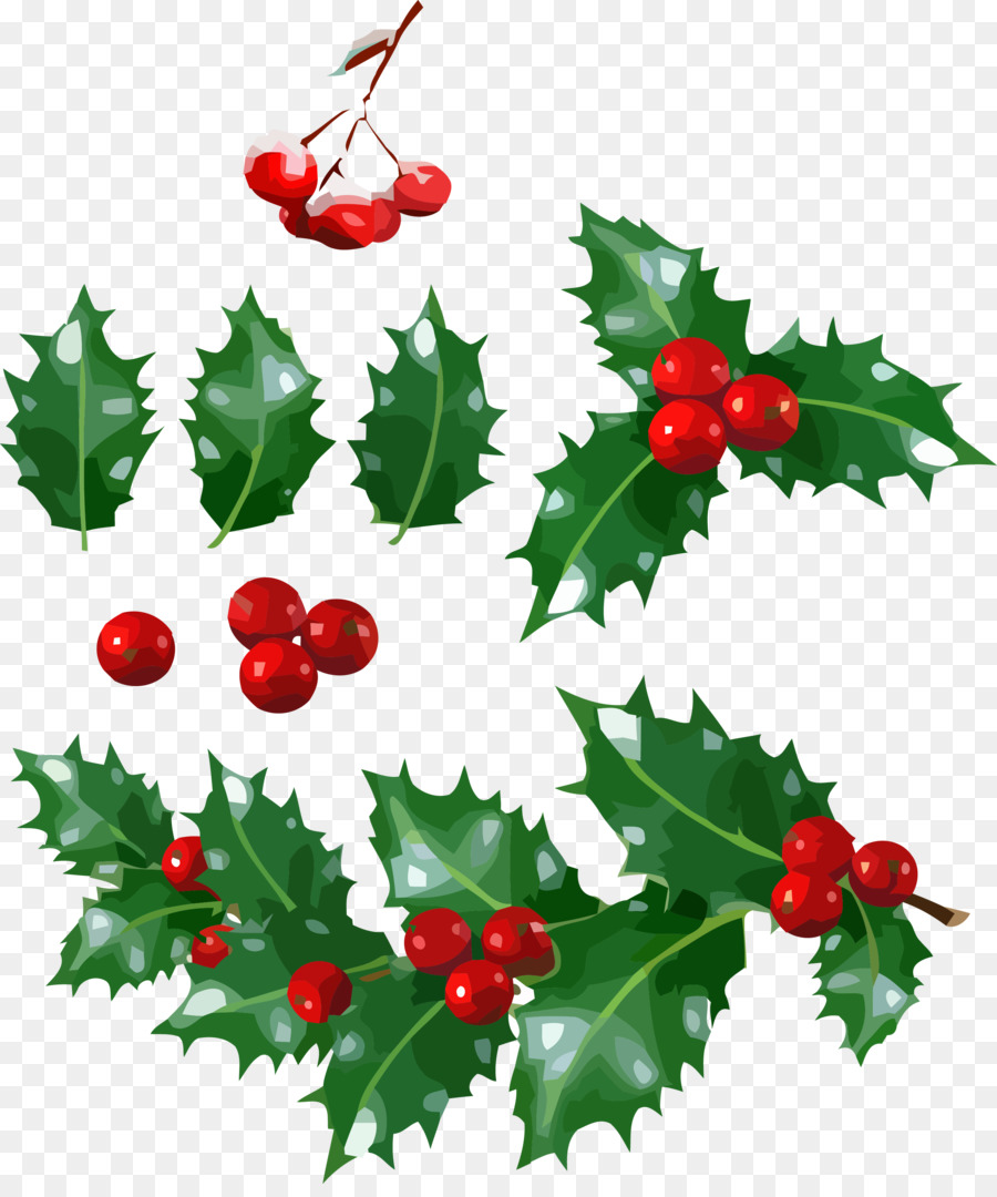 Holly，Daun Daun PNG