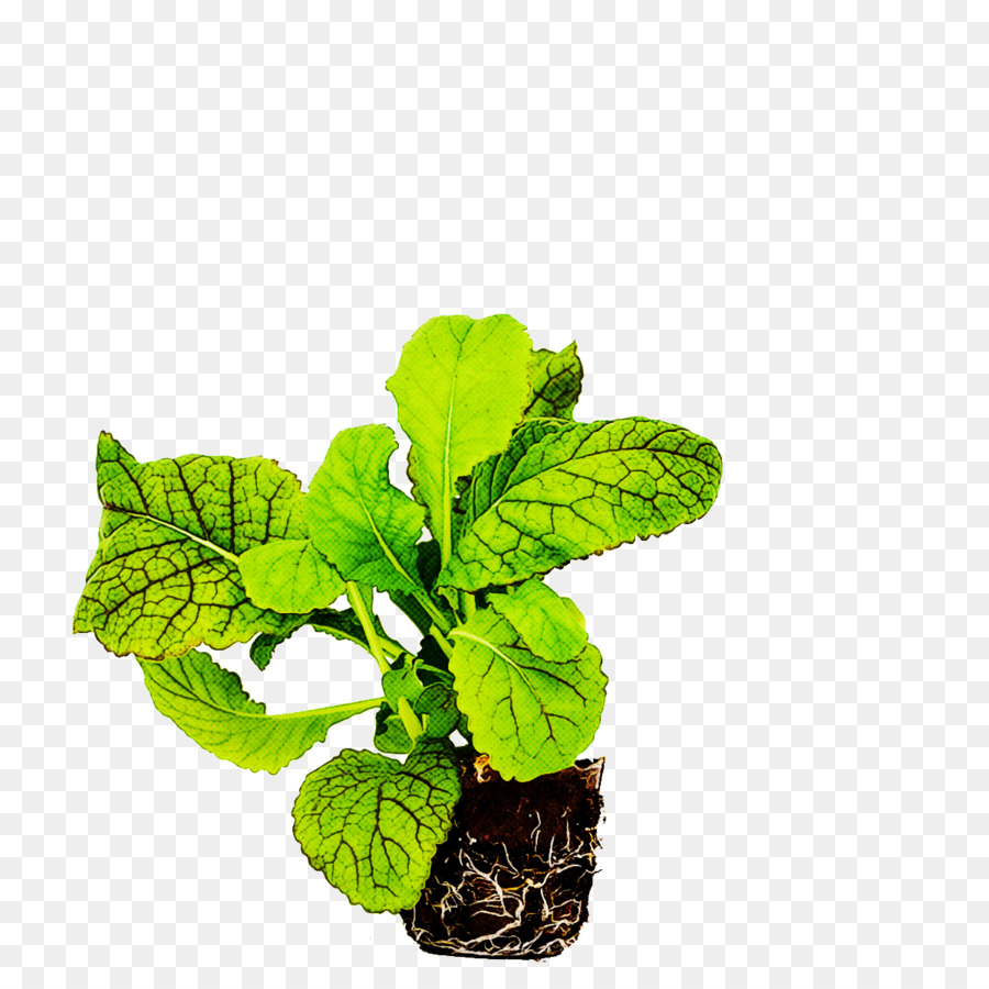 Daun，Bunga PNG