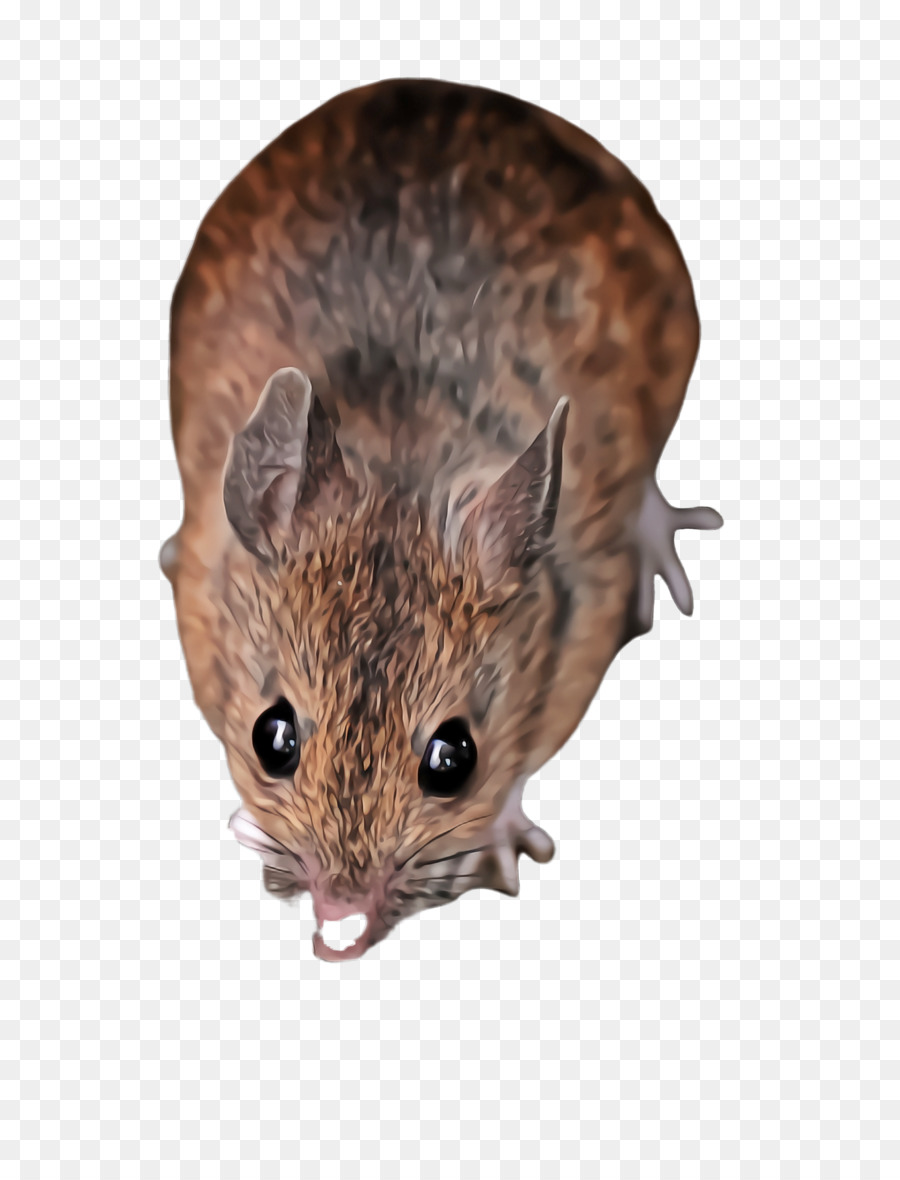 Mouse，Hewan Pengerat PNG