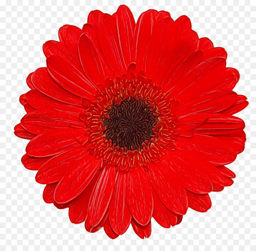 Barberton Daisy, Gerbera, Bunga gambar png