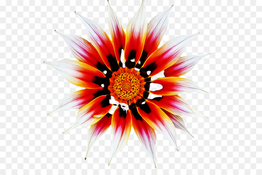 Gazania，Bunga PNG