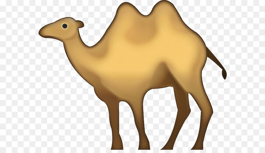 Unta，Arab Unta PNG