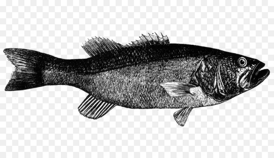 Ikan，Bass PNG