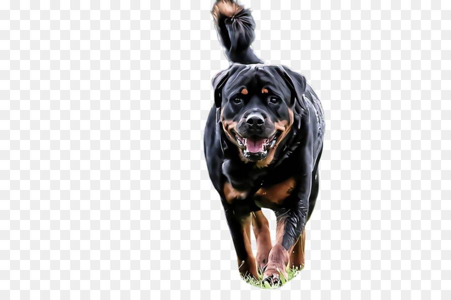 Anjing，Rottweiler PNG