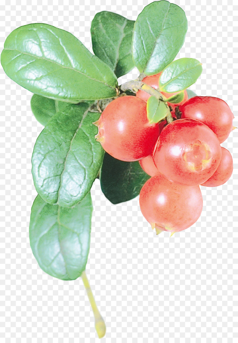 Berry Merah，Daun Daun PNG