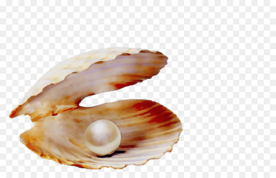 Shell，Kerang PNG