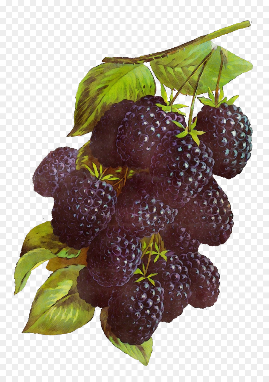 Berry，Buah PNG