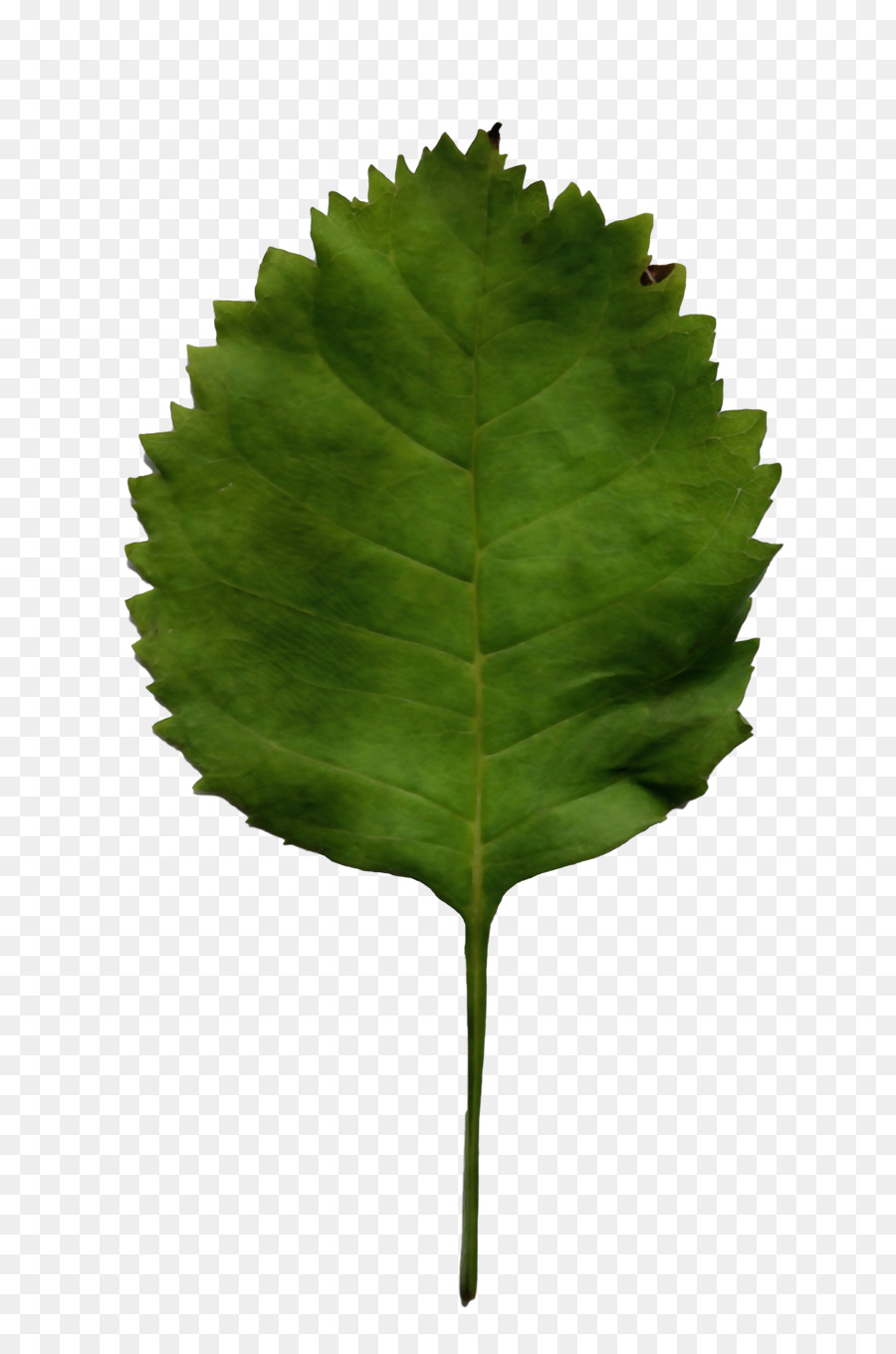 Daun，Hijau PNG