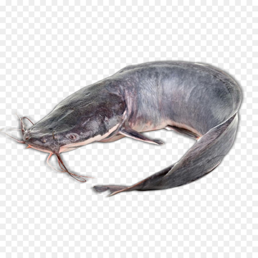 Gambar Shio Ikan Lele : Muntah dapat menyebabkan kembung pada ikan lele