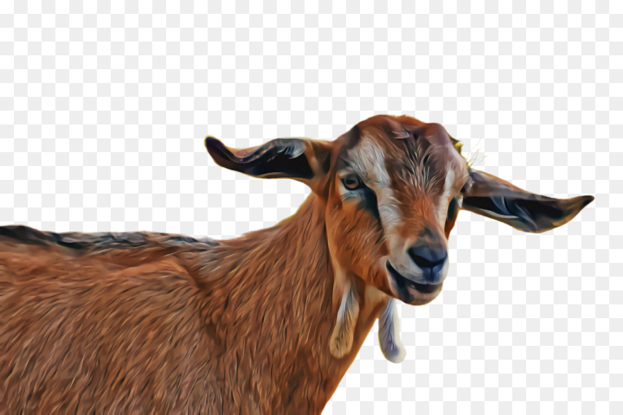 Kambing Putih，Peternakan PNG