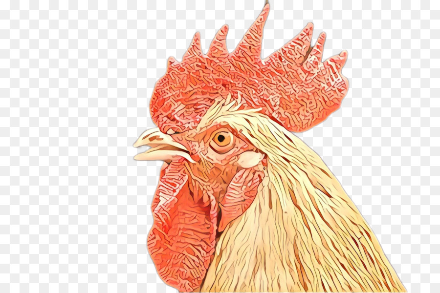 Ayam，Burung PNG