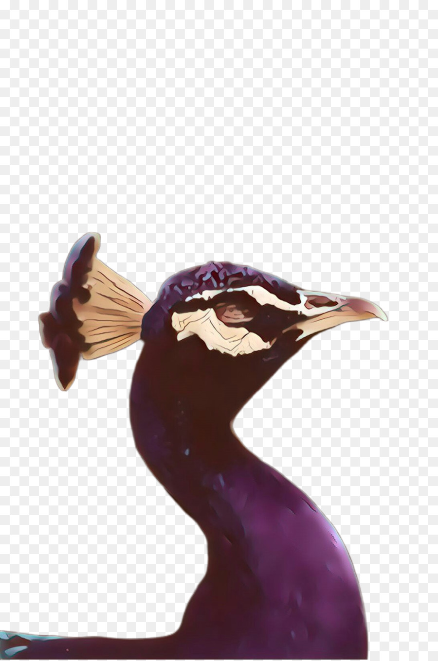 Ungu，Burung PNG