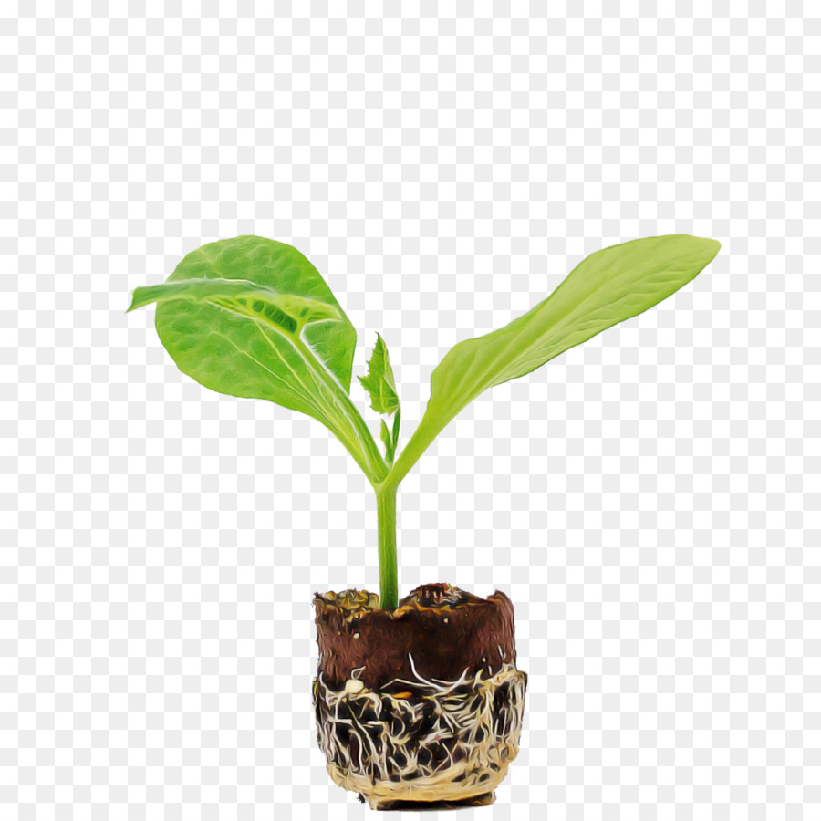 Bunga Pabrik  Pot  Bunga gambar png