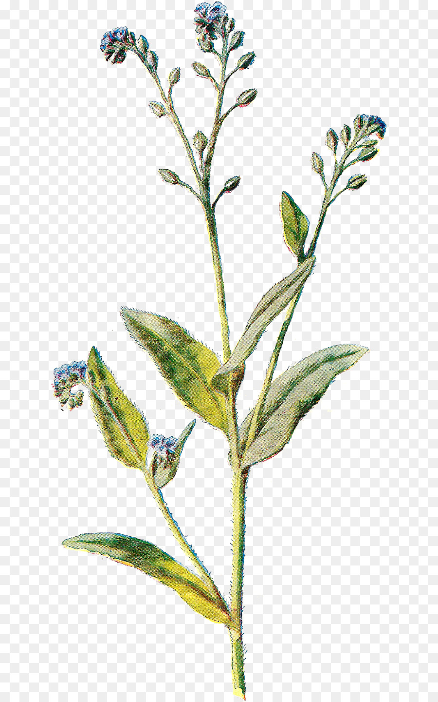 Bunga，Alpine Forgetmenot PNG