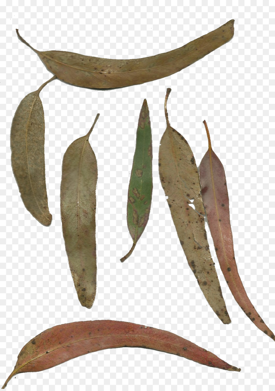 Pabrik，Daun PNG