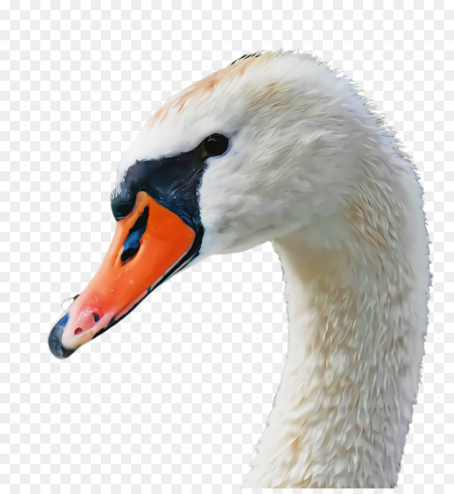 Burung，Swan PNG