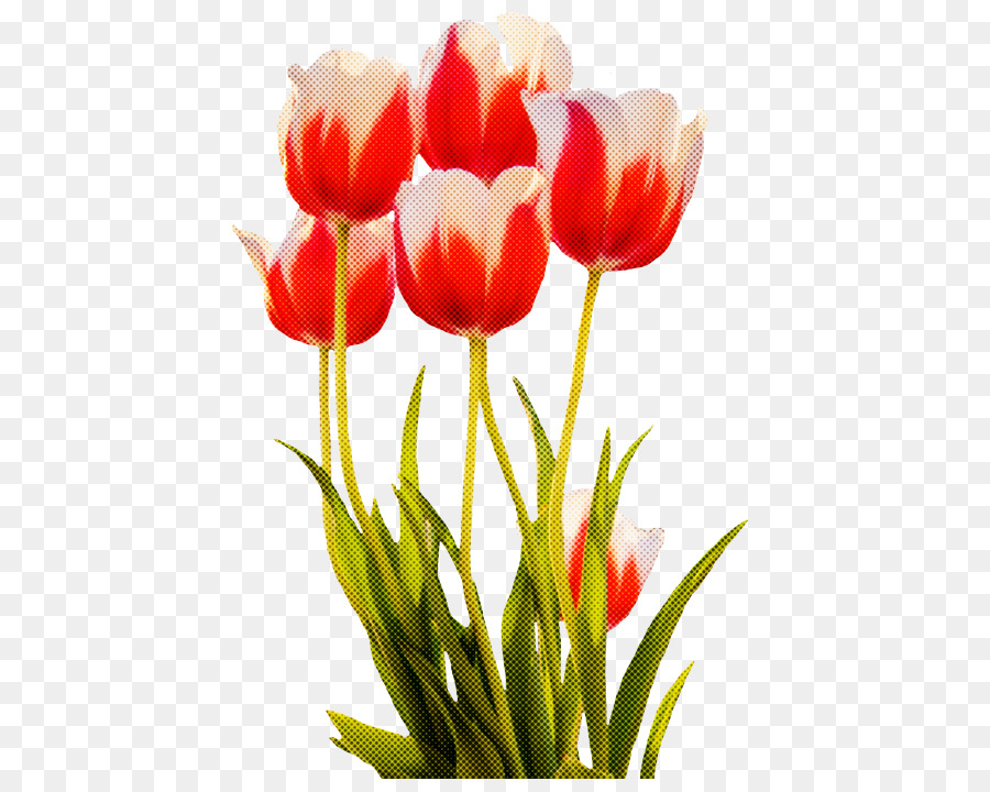 Tulip Merah Dalam Vas，Tulip PNG