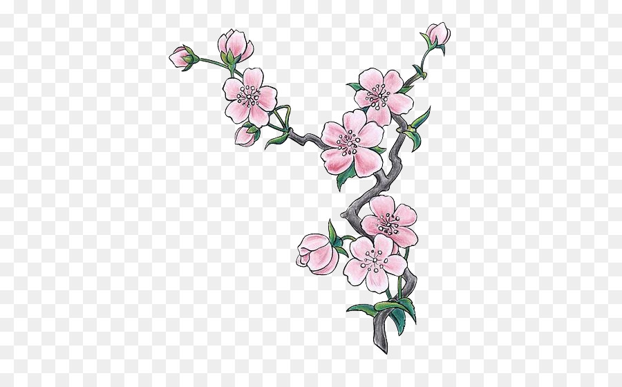 Bunga Sakura，Bunga PNG