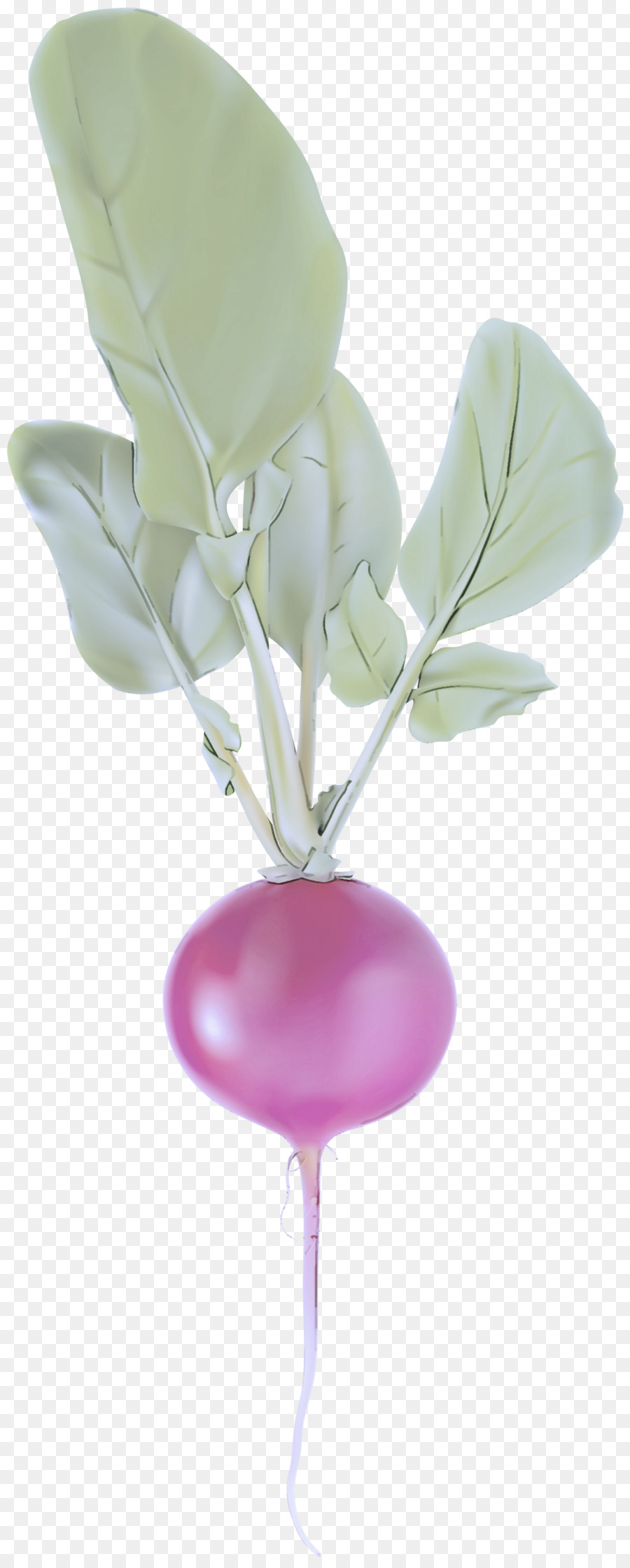 Pink，Balon PNG