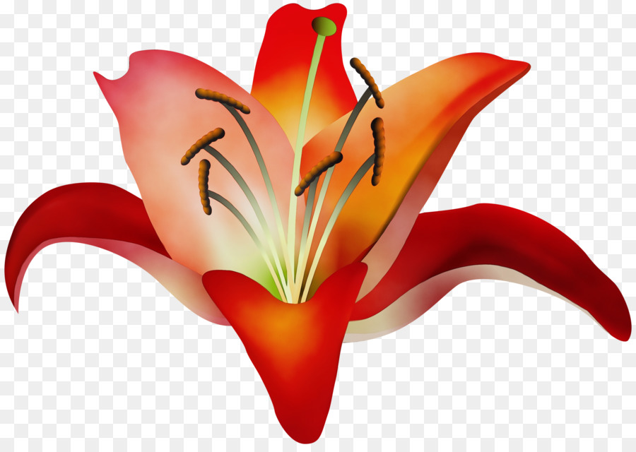 Lily，Daylily PNG