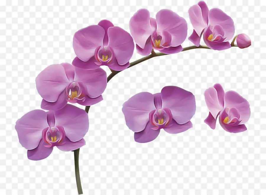 Bunga，Orchid Ngengat PNG