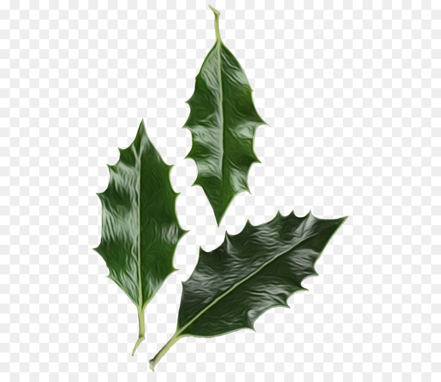 Daun Holly，Daun Daun PNG