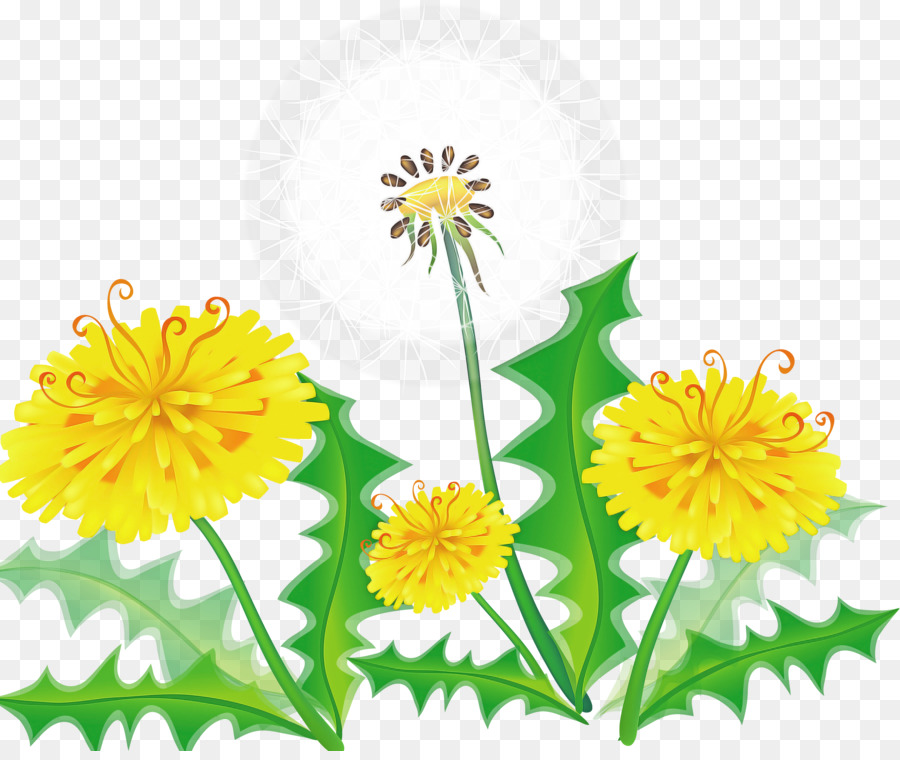 Bunga Dandelion，Bunga PNG