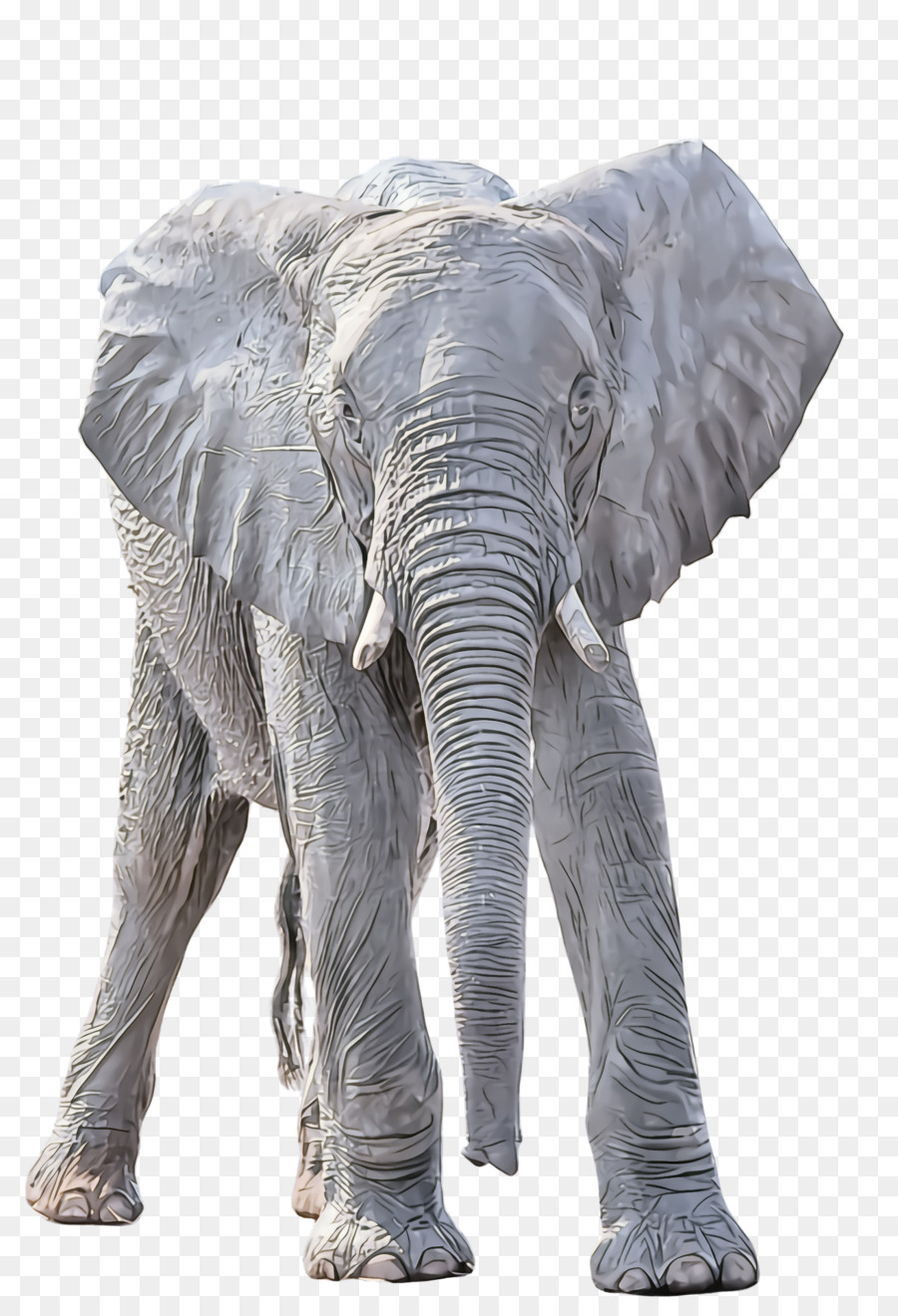 Gajah，Berwarna Warni PNG