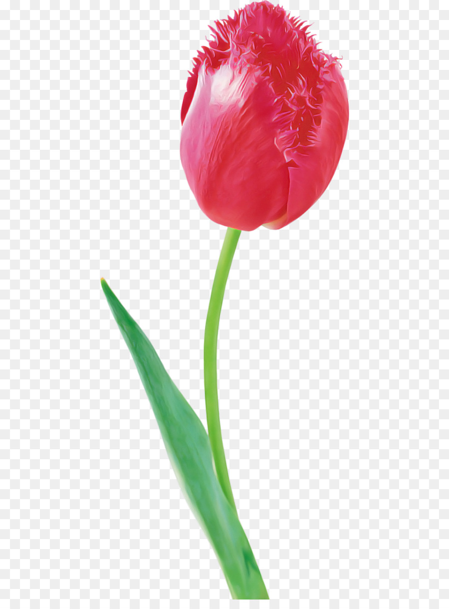 Tulip Merah，Tangkai PNG