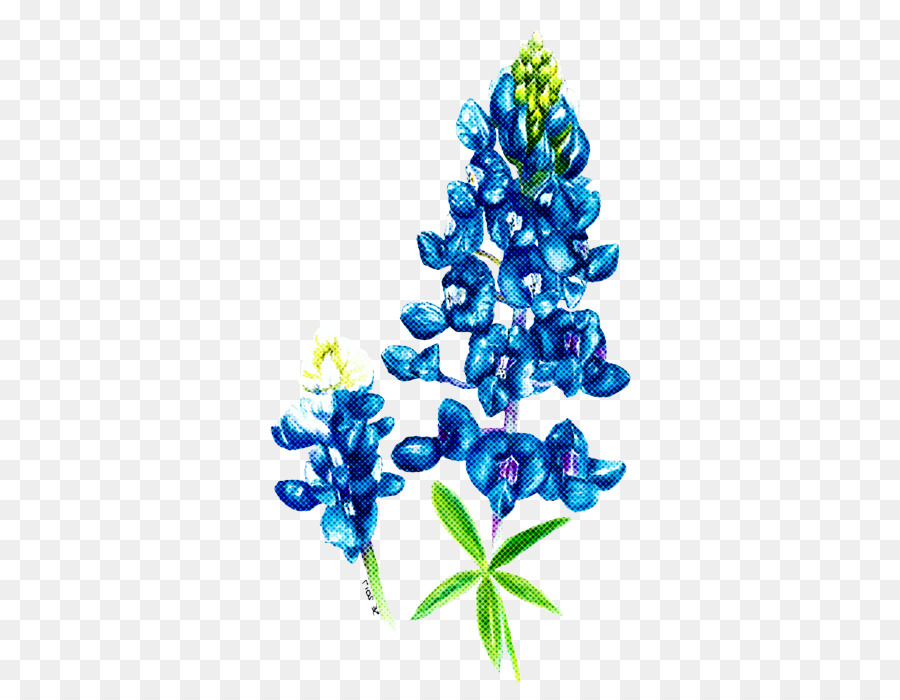 Bluebonnet，Tanaman PNG