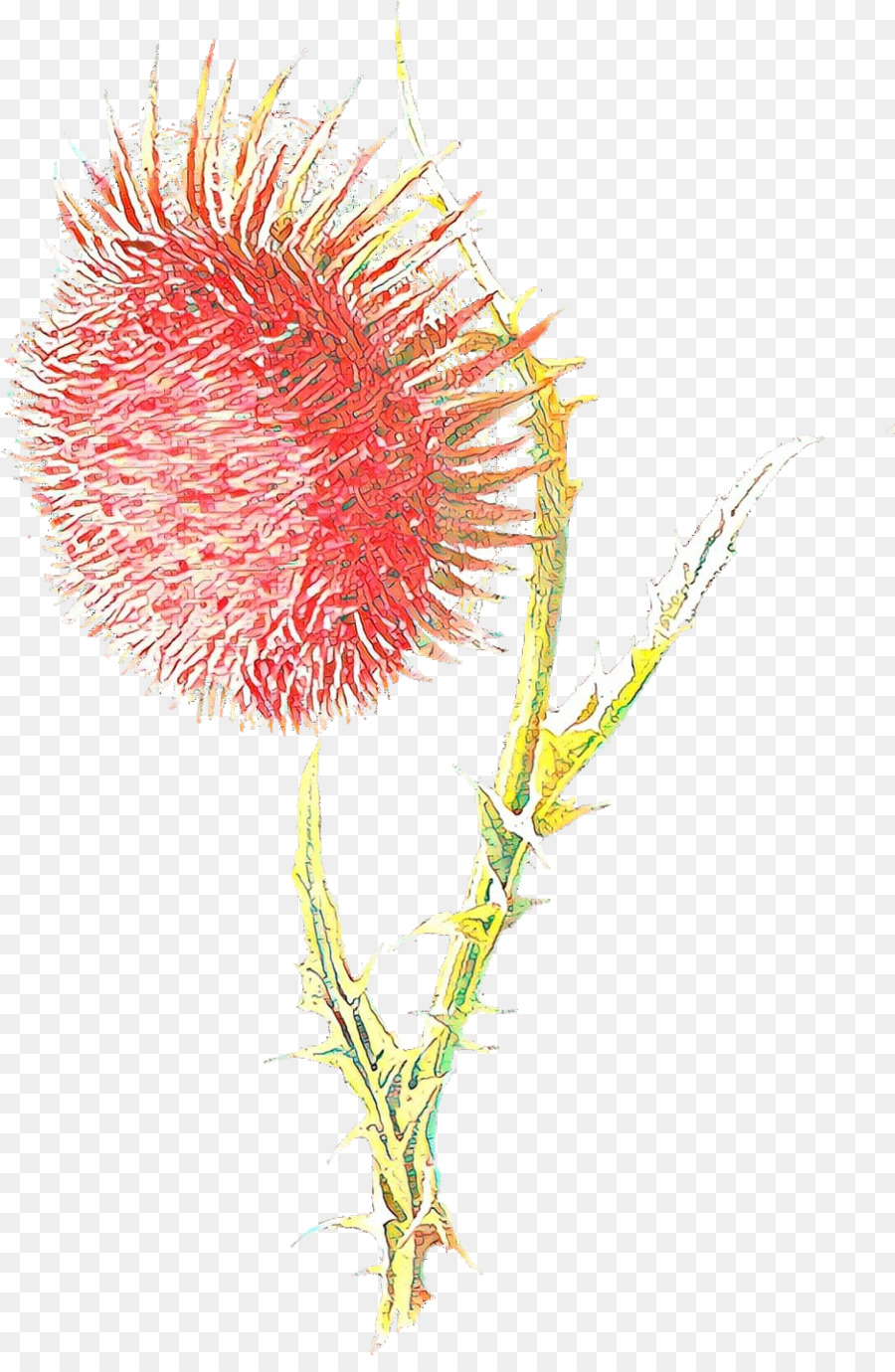 Thistle，Bunga PNG