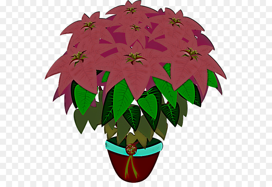 Poinsettia，Bunga PNG