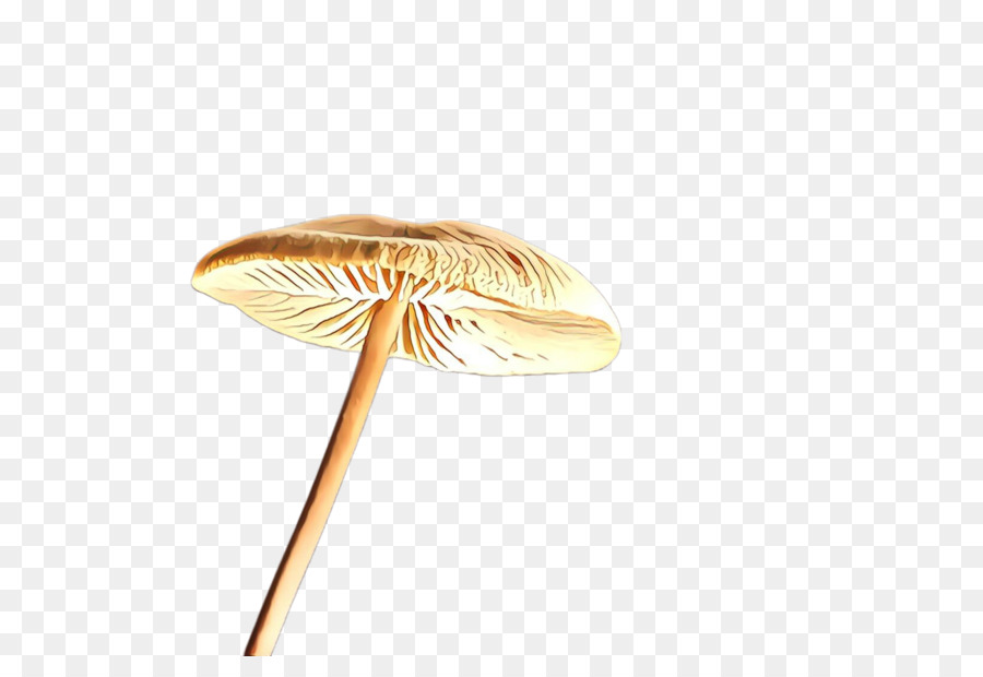 Jamur，Agaricaceae PNG