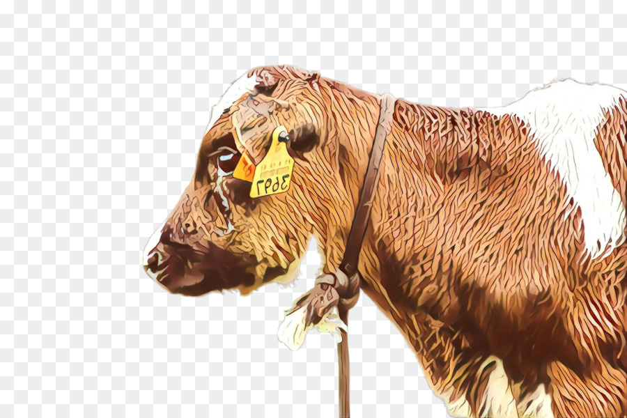 Sapi，Moncong PNG