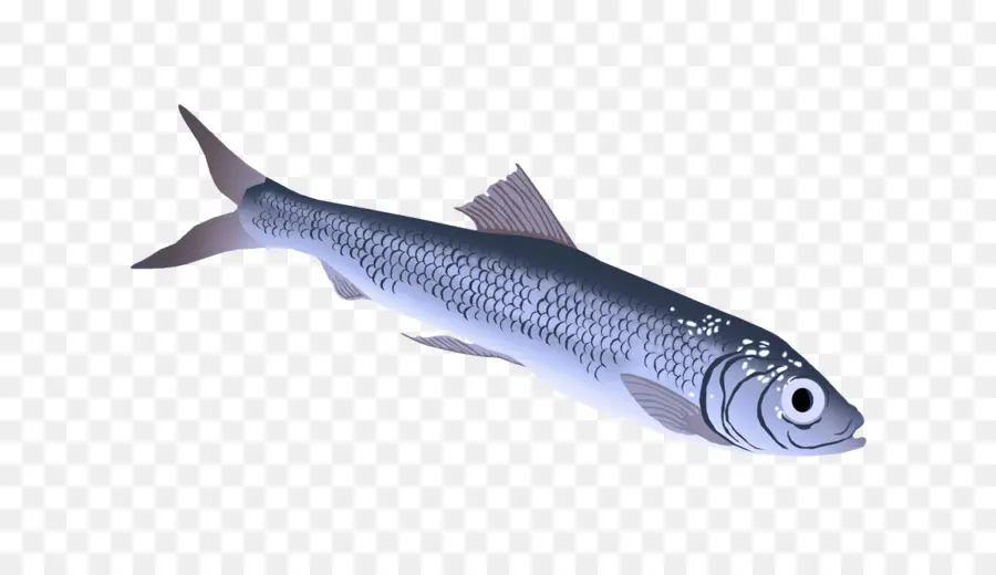 Ikan，Ikan Berminyak PNG