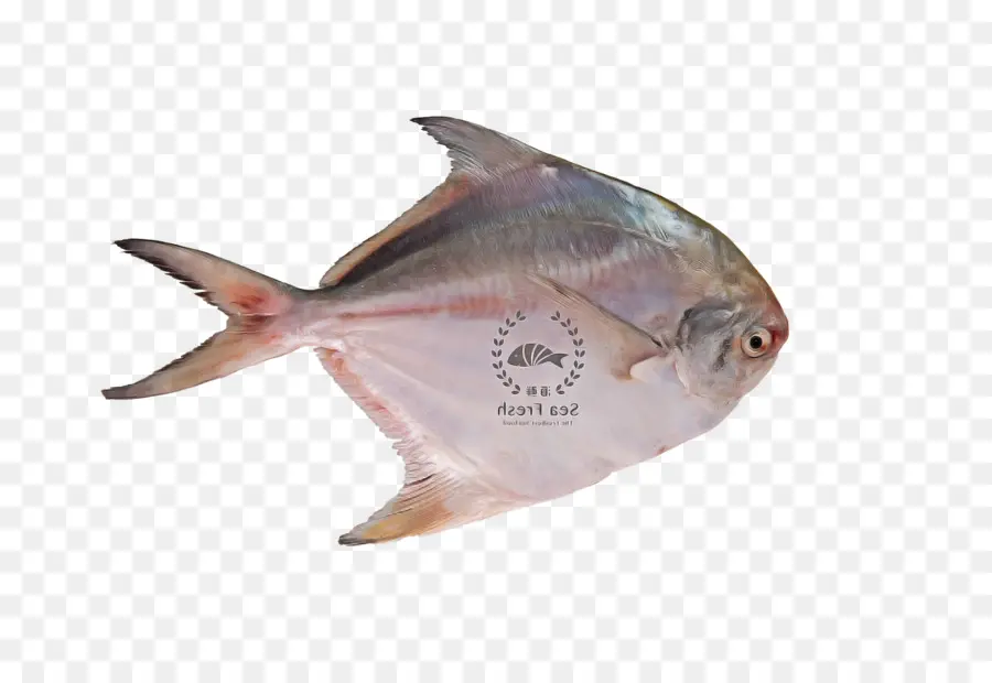 Ikan， PNG