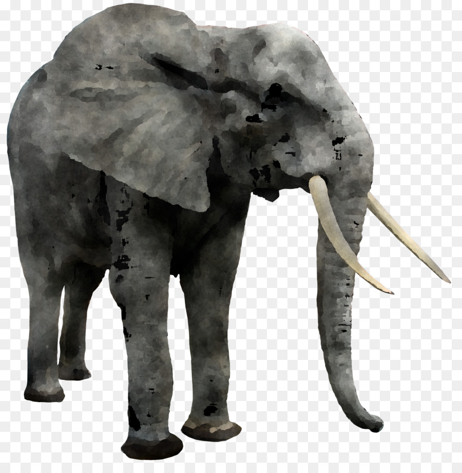  Gajah  Gajah  India Gajah  Afrika gambar png 