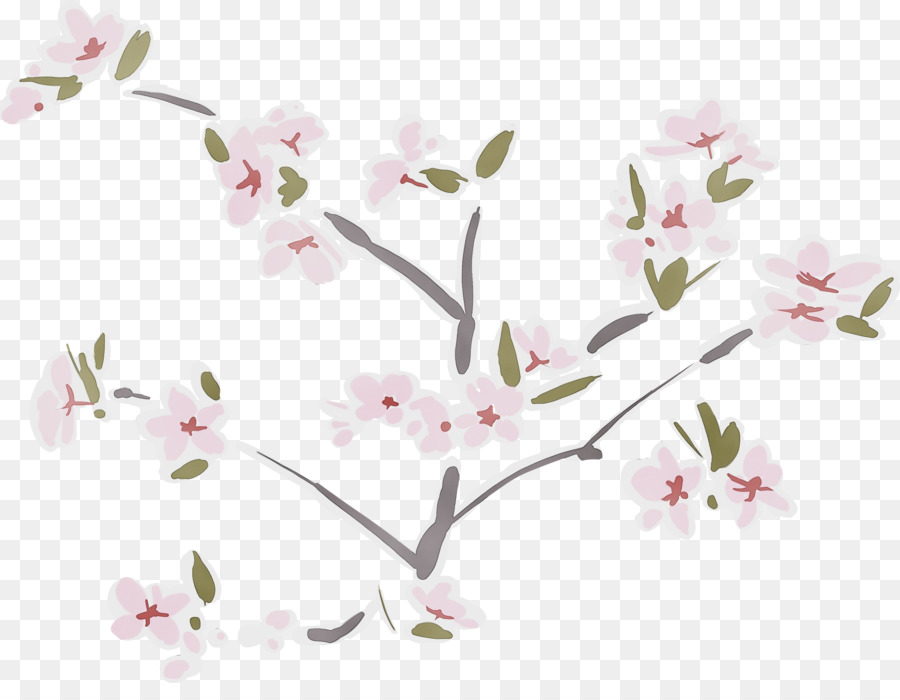 Bunga Sakura，Bunga PNG