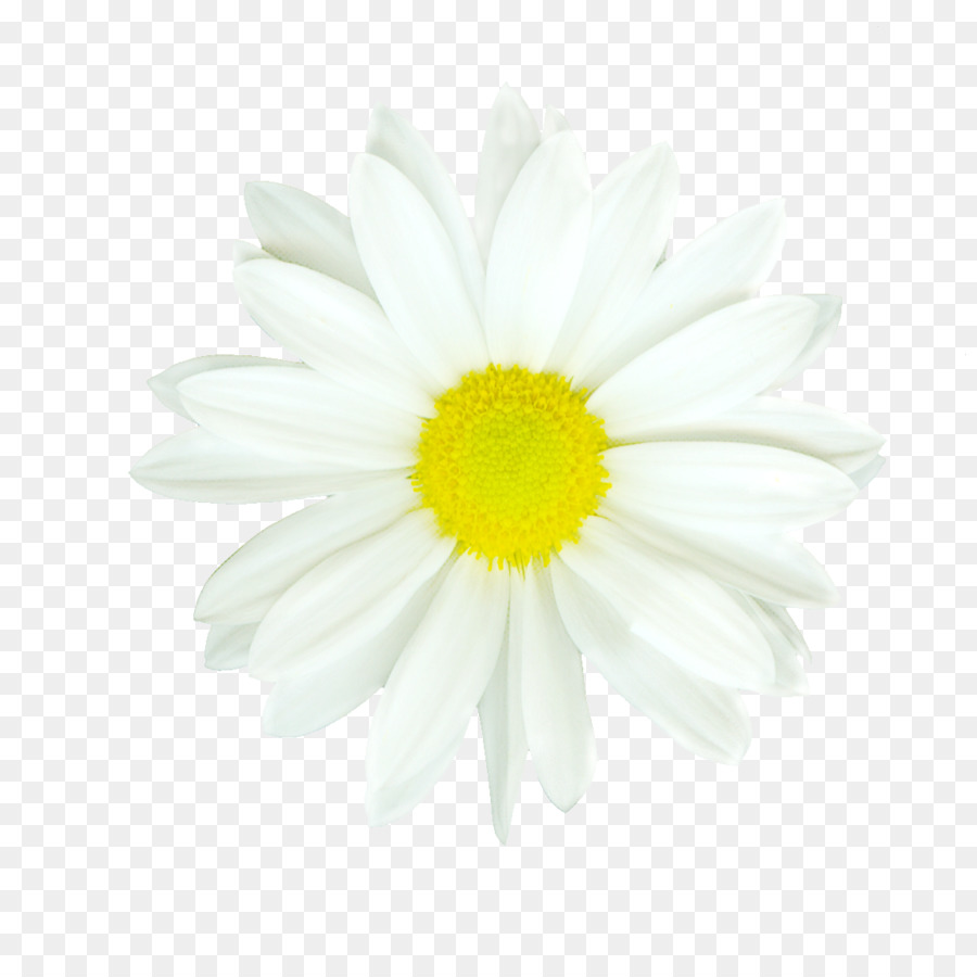 Putih，Daisy PNG