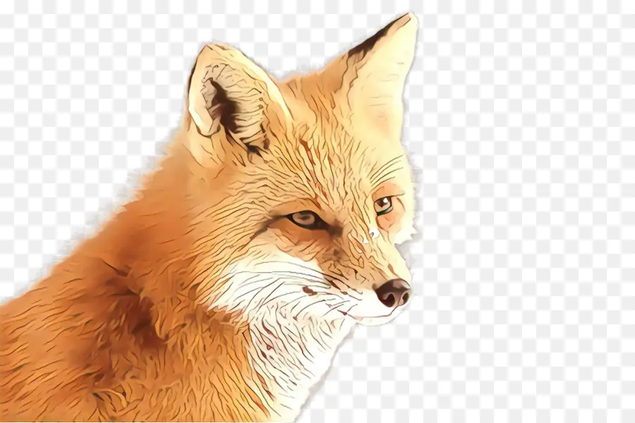 Rubah Merah，Fox PNG