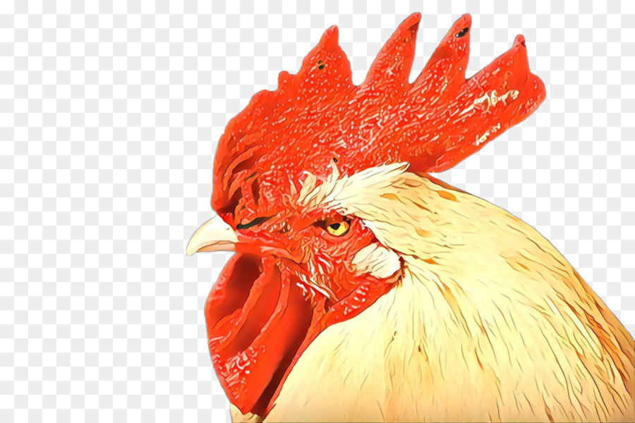 Ayam，Burung PNG