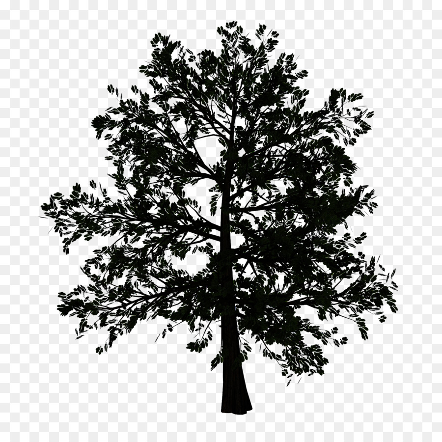 Pohon，Tanaman Berkayu PNG