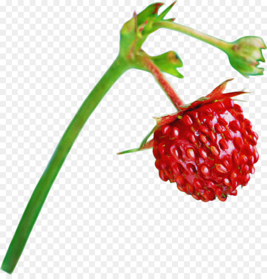 Pabrik，Berry PNG