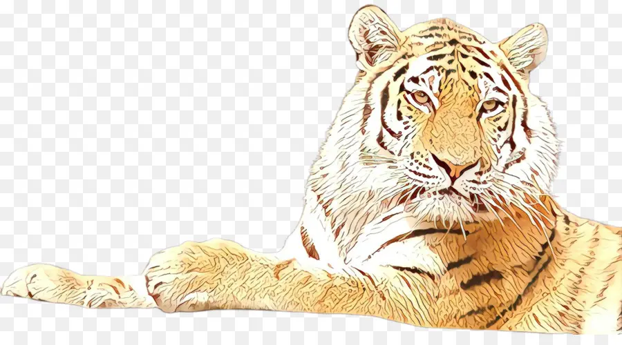 Harimau，Garis Garis PNG