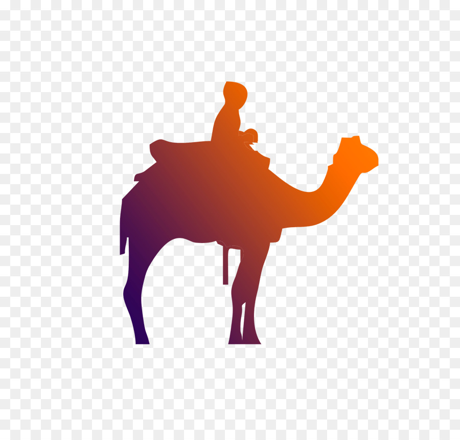 Unta，Arab Unta PNG