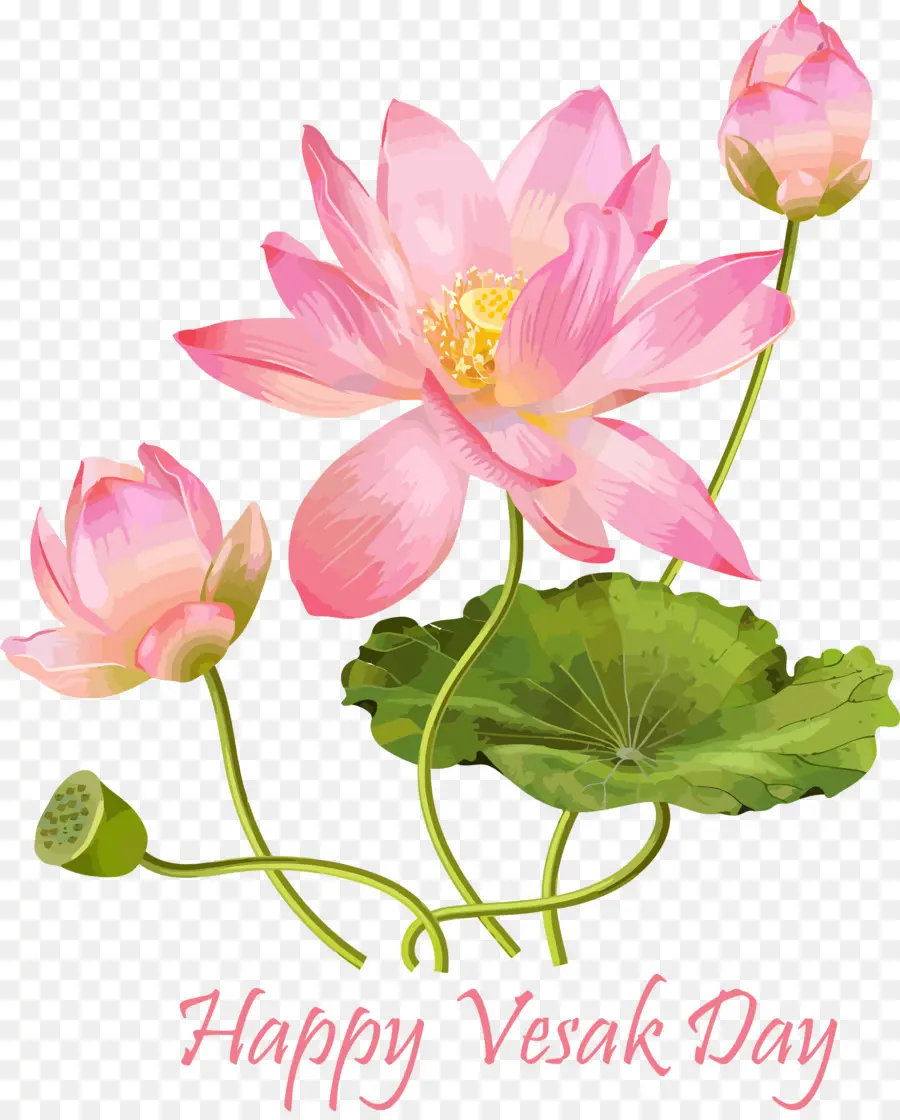 Bunga，Lotus Keluarga PNG