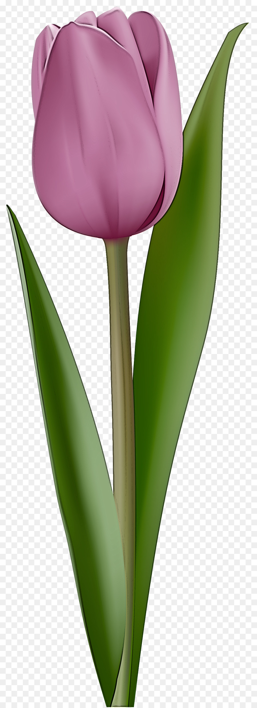 Tulip Ungu，Buket PNG